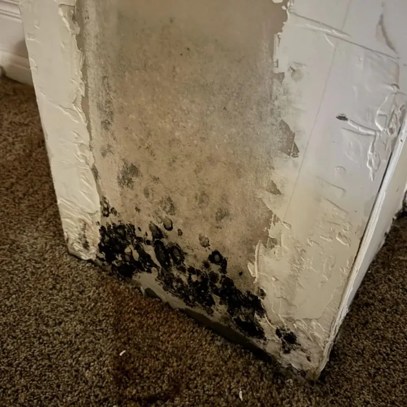 Professional Mold Removal in Creighton, NE